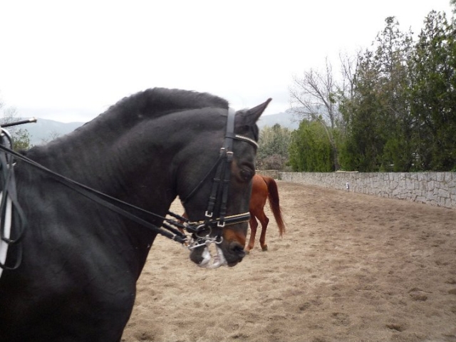 nuestros caballos